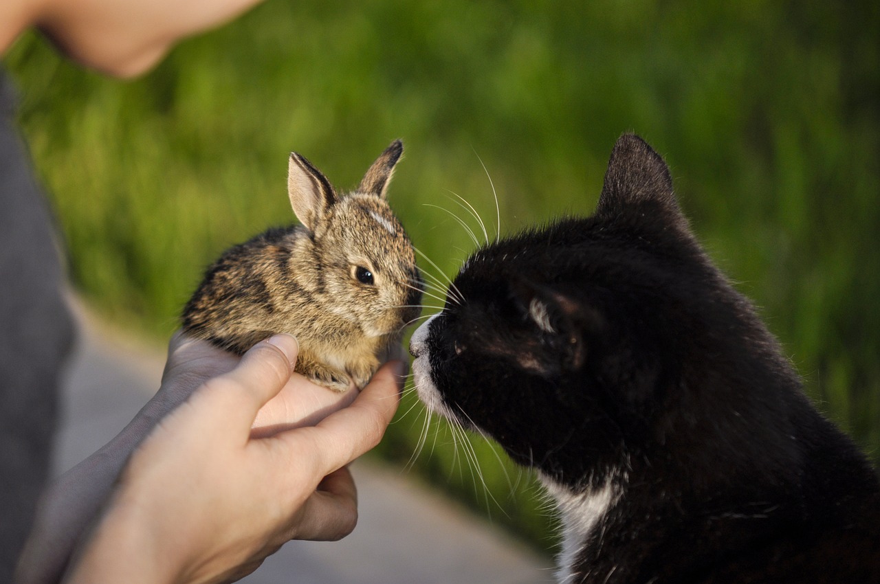 Katzen-Kaninchenkrankenversicherung - Tipps und Fakten von Allfinanz-Makler.com
